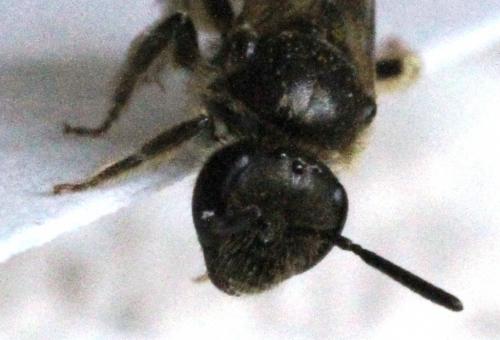 Lasioglossum sp.